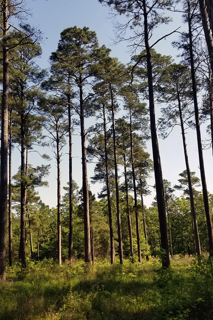 Pine City Natural Area