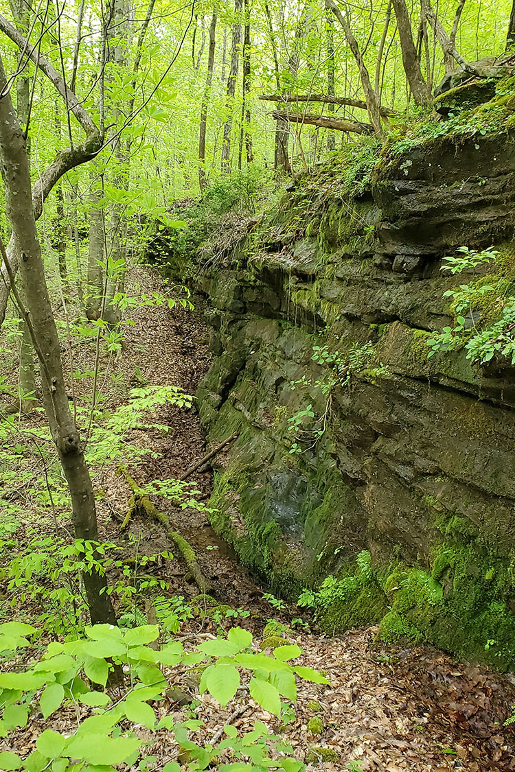Pine Hollow Natural Area