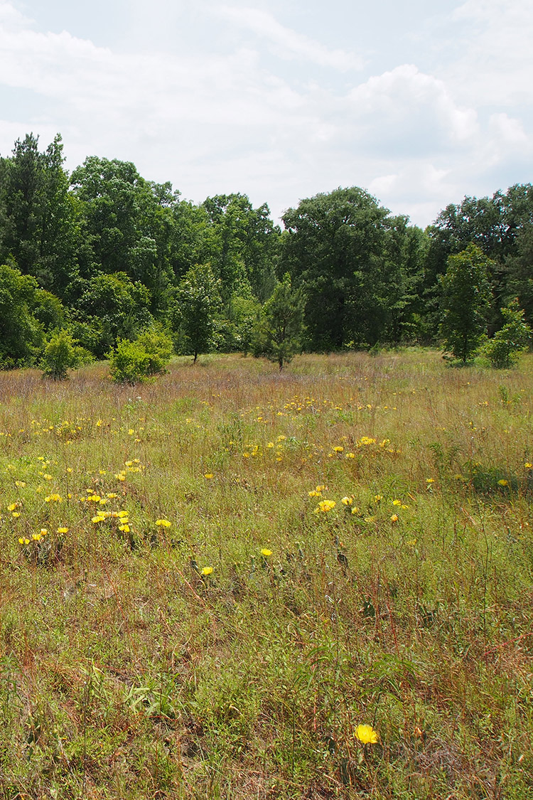 Poison Springs State Forest Sand Barren & Oak-Pine Forest Preserve