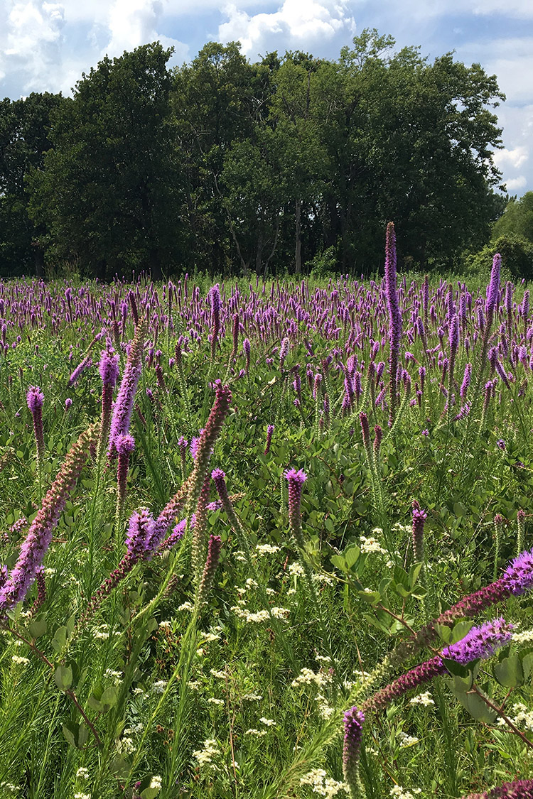 Searles Prairie Natural Area