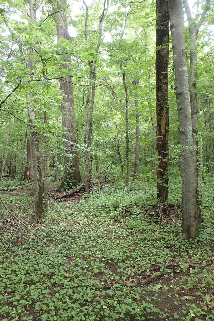 Singer Forest Natural Area