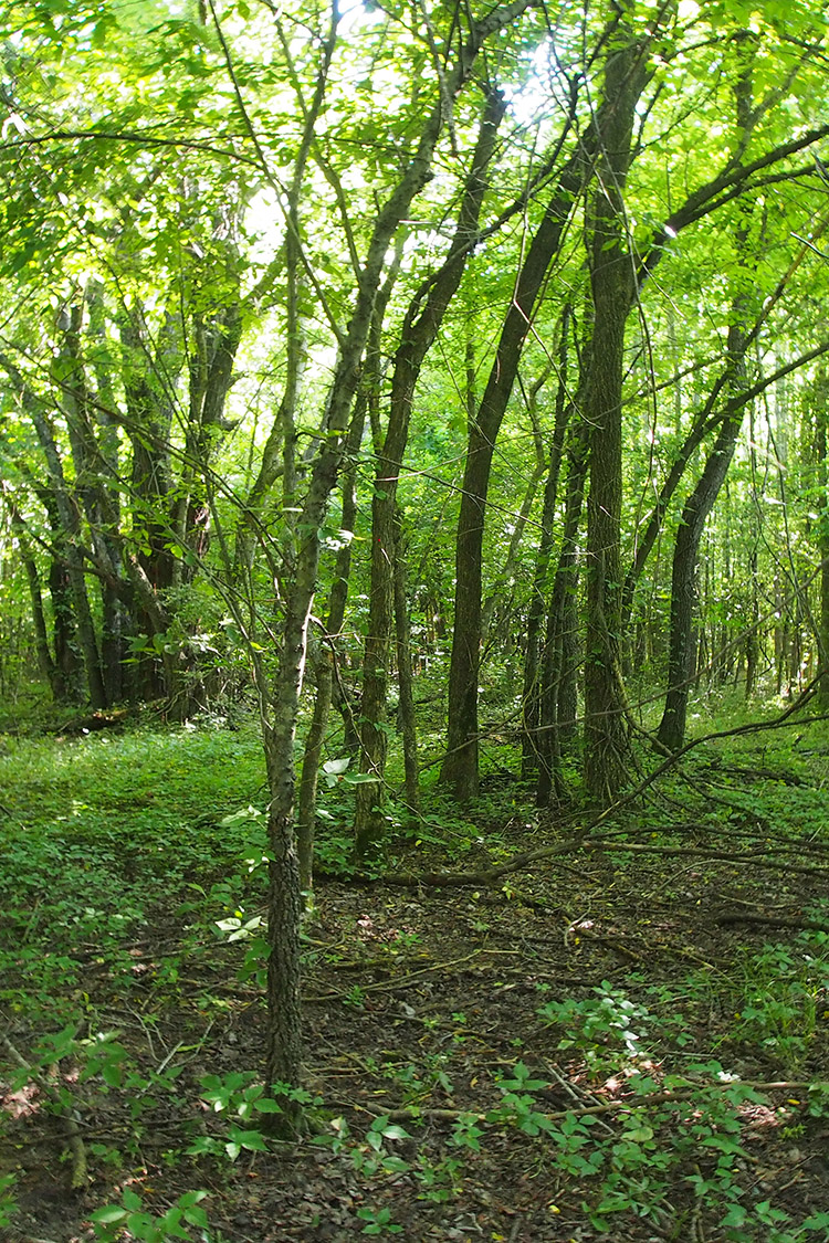 Stateline Sand Ponds Natural Area