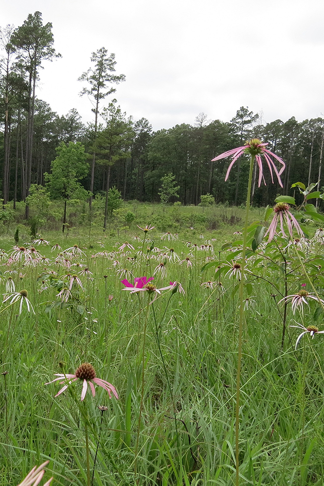 Stone Road Glade Natural Area