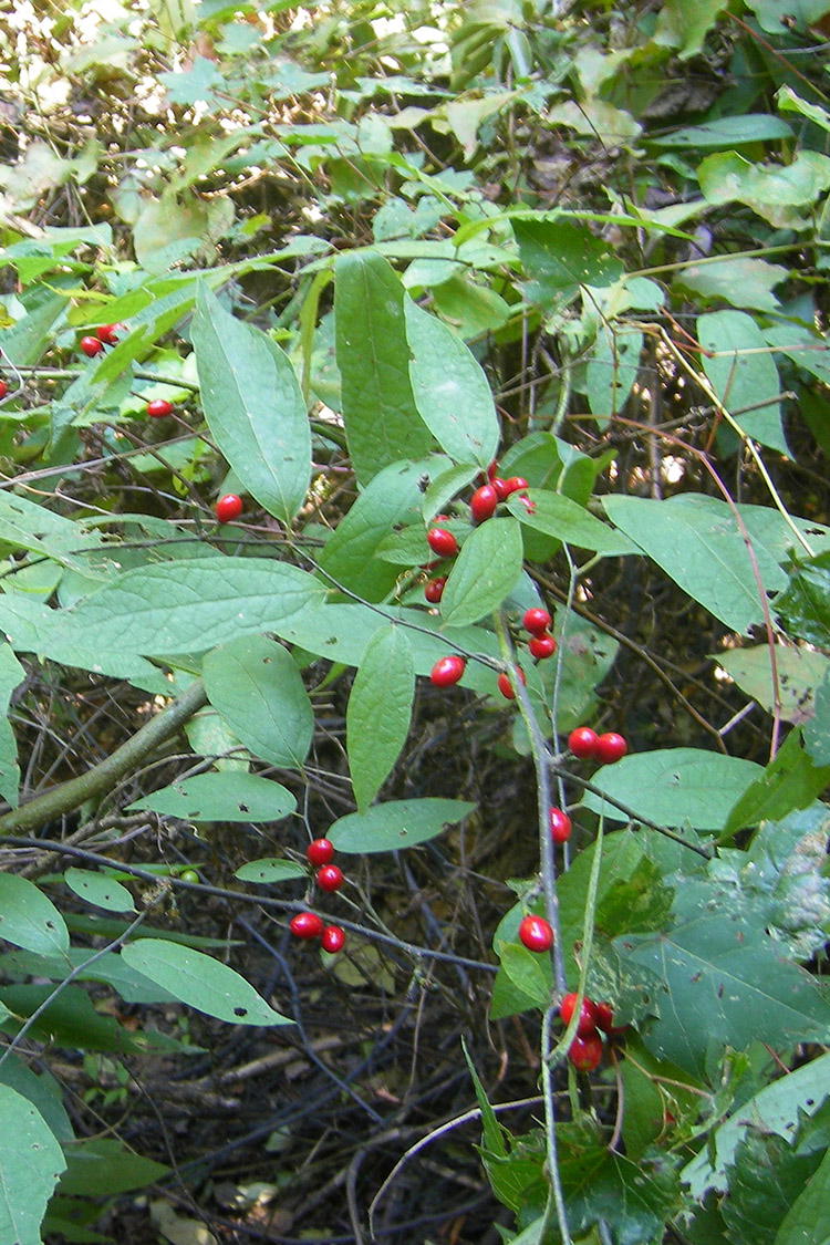 Swifton Sand Ponds Natural Area