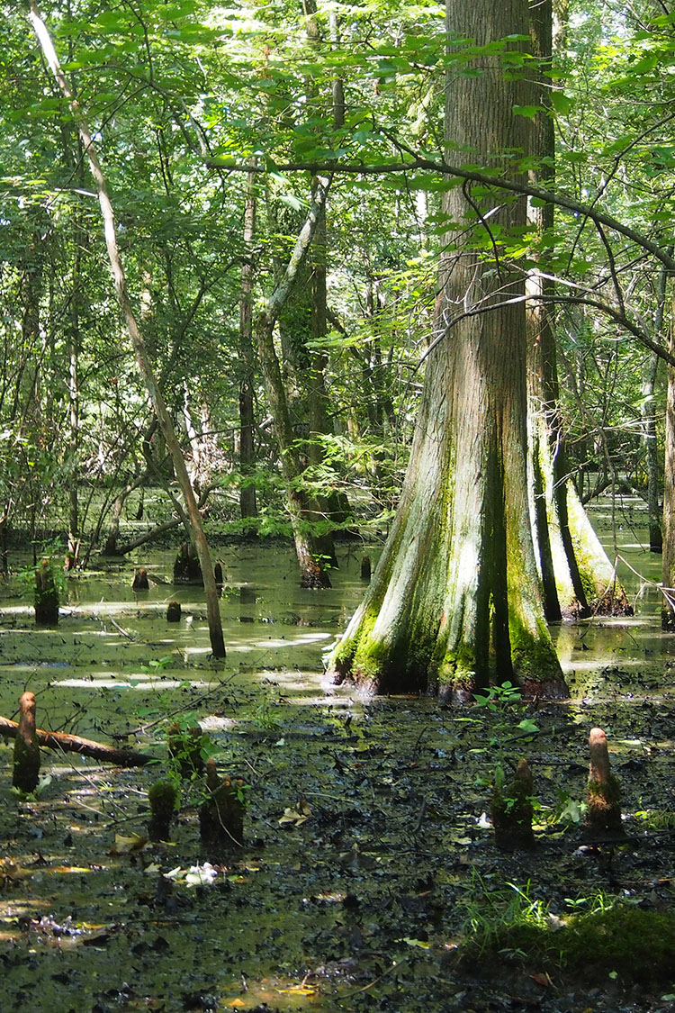 Taylor Woodlands Natural Area