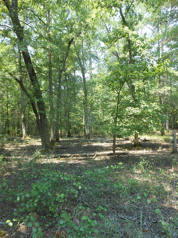 Moro Creek Bottoms Natural Area