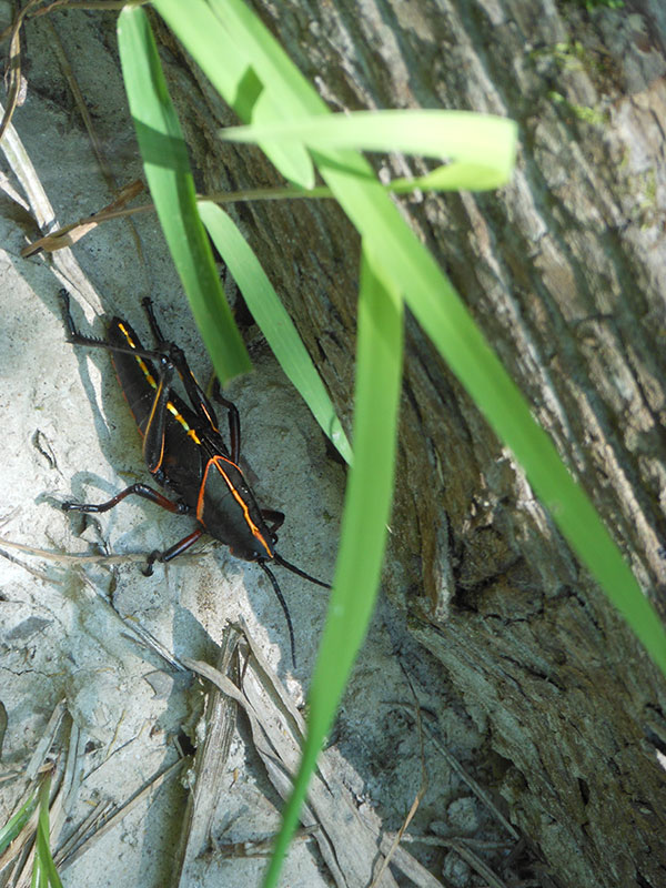 Moro Creek Bottoms Natural Area