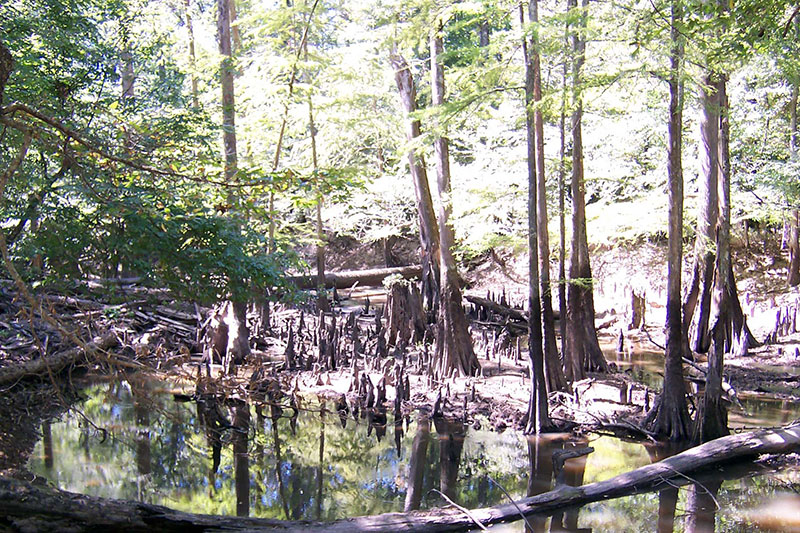 Moro Creek Bottoms Natural Area