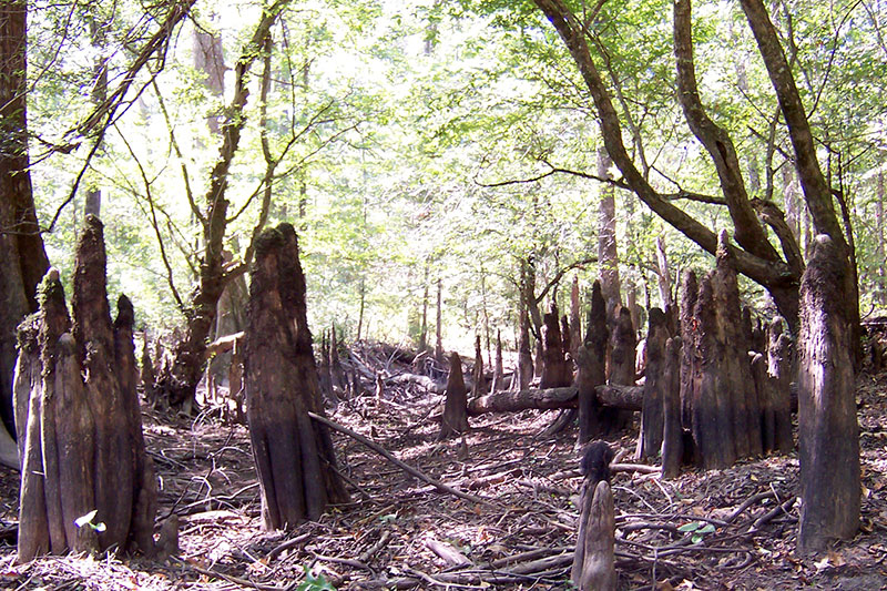 Moro Creek Bottoms Natural Area