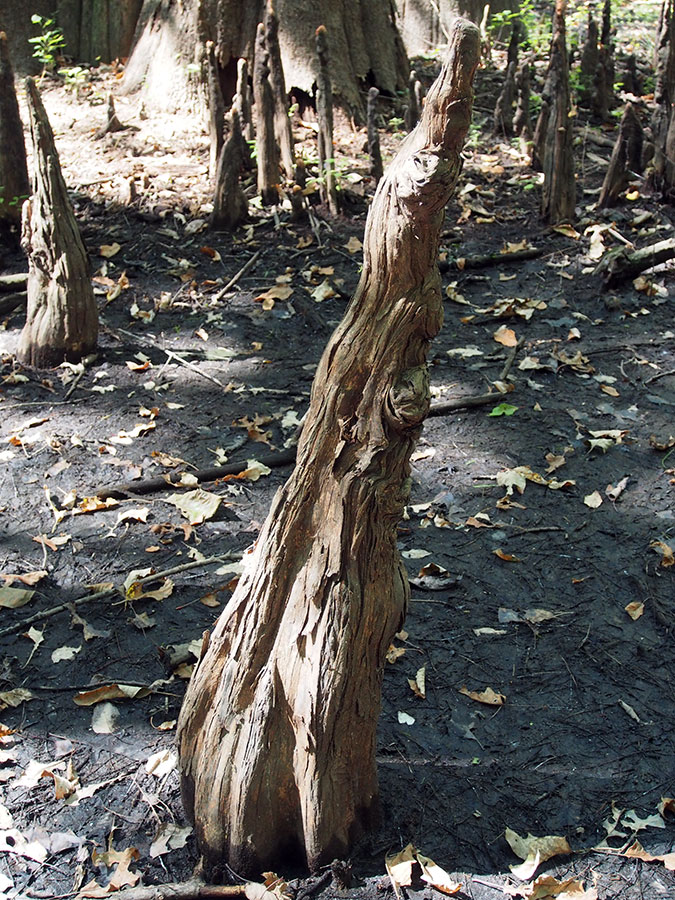 Seven Devils Swamp Natural Area