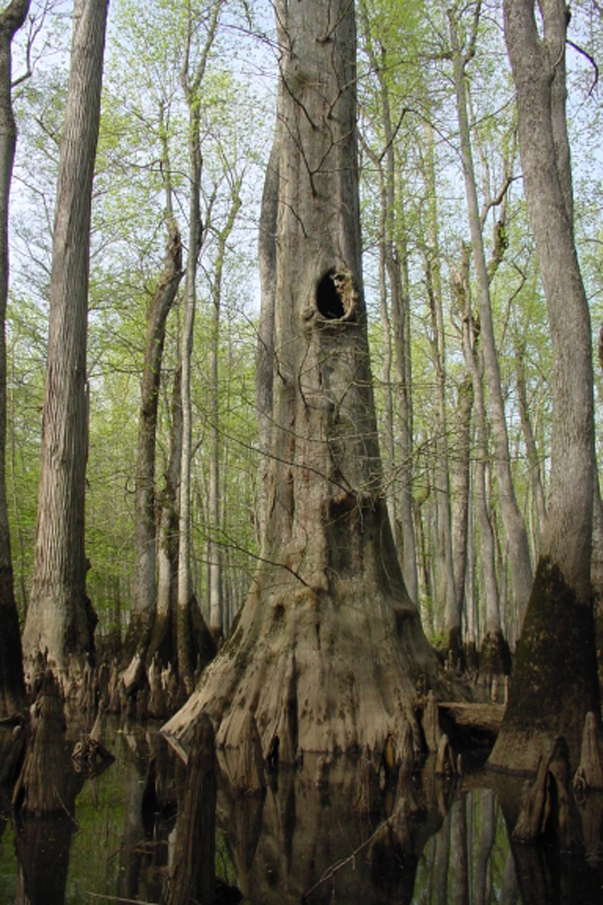 Seven Devils Swamp Natural Area