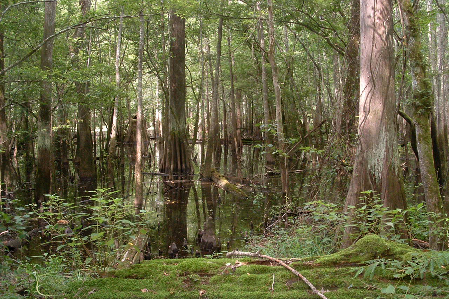 Seven Devils Swamp Natural Area