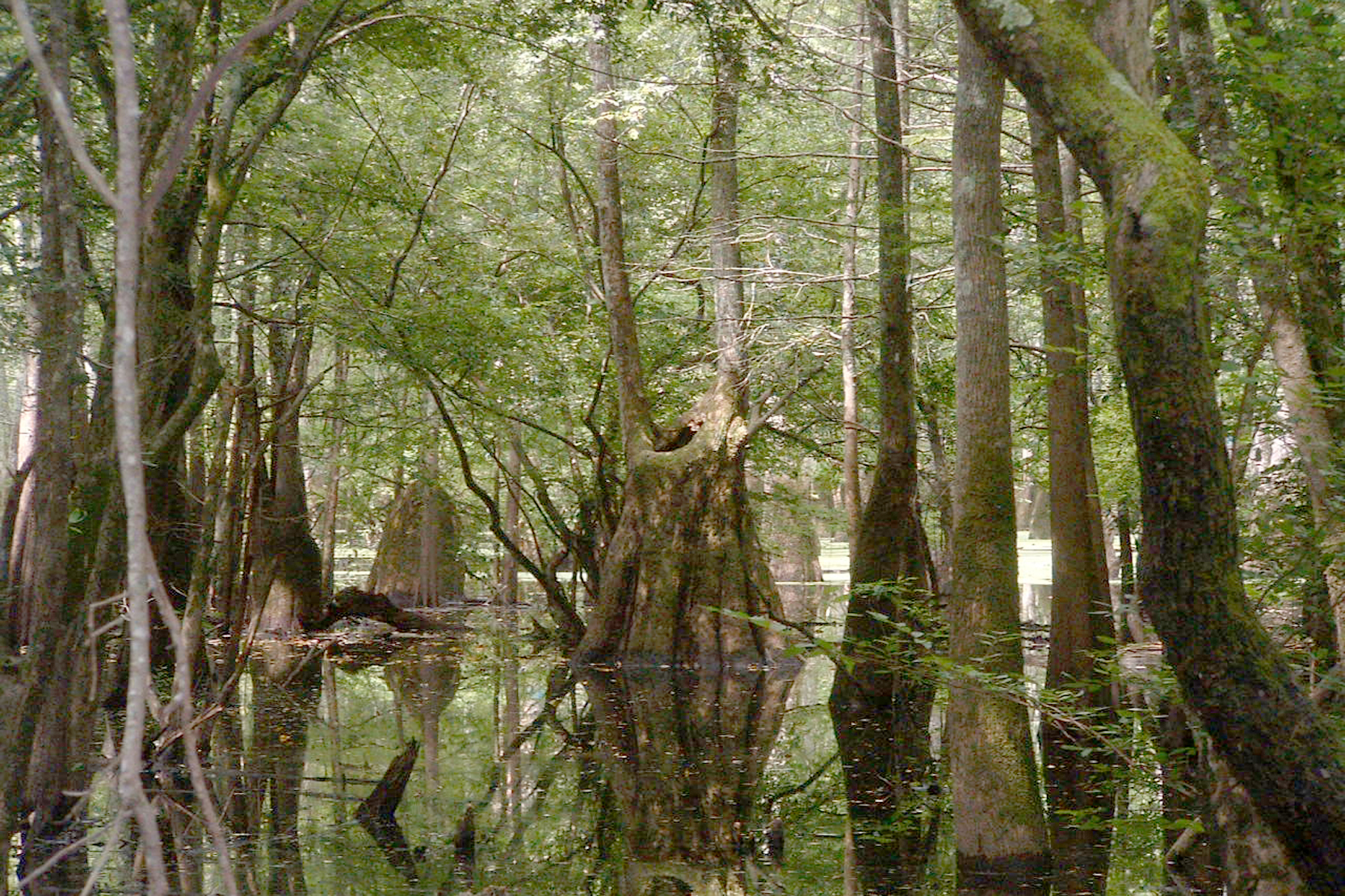 Seven Devils Swamp Natural Area
