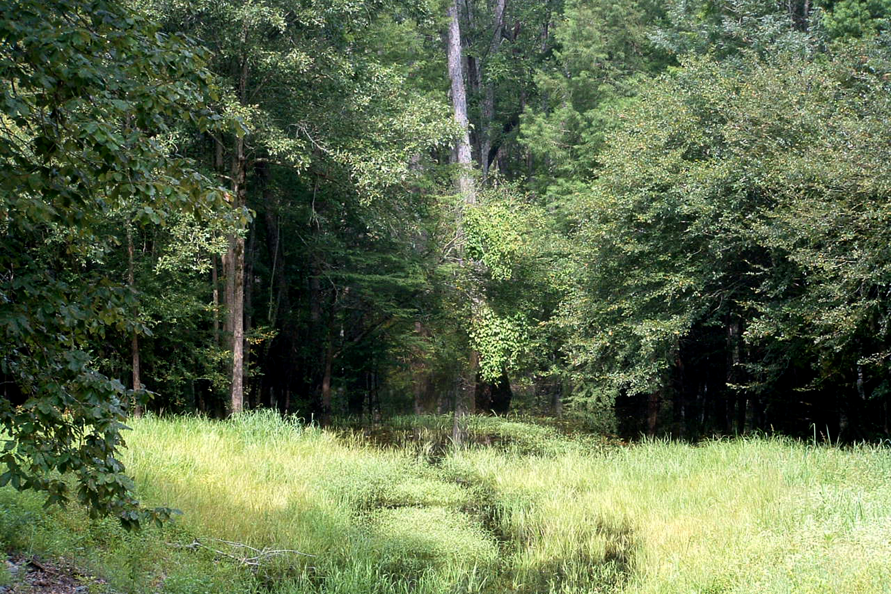 Seven Devils Swamp Natural Area